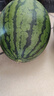 趣觅鲜庞各庄西瓜水果正宗北京大兴牛奶冰糖吊瓜新鲜迷你小西瓜薄皮礼盒 2个精品普通装6-7斤 实拍图