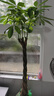 叹为观止大型植物发财树各种大颗盆栽开业乔迁客厅办公室内好养大型花卉 辫子发财树【1.7-1.8米】 不含盆 实拍图