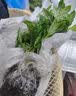 寿禾 粉果番茄种子老品种西红柿大果寿光蔬菜粉冠毛粉秋冬季洋柿子 粉冠番茄苗 12棵 实拍图