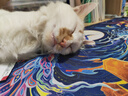 多特思幼猫羊奶猫条15g*100支 添加益生元幼猫咪零食湿粮 实拍图