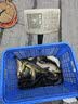 天元 武汉天元千川系列爆炸轻麸280g 含诱食剂轻麸状态添加剂鱼饵饵料 爆炸轻麸280g 实拍图