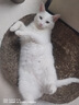雷米高 澳宝 猫粮海洋鱼味成幼猫咪全期通用型猫粮500g*5包 实拍图