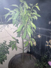 白兰花盆栽黄桷兰嫁接白兰花苗十里飘香兰花树苗黄兰盆栽地栽苗 黄兰10年苗【带花苞】 实拍图