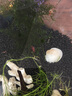 森森（SUNSUN） 鱼缸过滤材料水族滤材陶瓷环麦饭石玻璃环水族箱养鱼套装 7合1滤材1000g 含网袋 实拍图