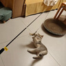 田田猫伸缩杆羽毛铃铛逗猫棒替换头幼猫自嗨解闷猫玩具耐咬 实拍图
