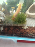 茨格曼鱼缸过滤棉专用过滤器白棉高密度加厚净化海绵水族箱生化过滤材料 实拍图