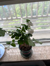 开时果 茉莉花盆栽浓香型 桌面绿植物阳台花卉树苗盆景摆件源头直发包邮 精品茉莉花3-6株【加仑盆】 实拍图