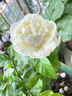 绿之妙圆叶正宗虎头茉莉花盆栽室内浓香花卉重瓣老桩带花苞四季开花植物 实拍图