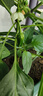 寿禾 辣椒苗各种椒苗寿光菜苗苗子朝天椒树苗带土发货秋冬山东蔬菜苗 薄皮辣椒苗3棵 实拍图