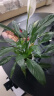 绿有意一帆风顺白掌盆栽室内绿植红掌花卉水培植物四季易活吸除甲醛好养 A级白掌（透明早安自吸水盆） 实拍图