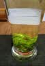 川盟新茶上市  小叶苦丁茶 四川青山绿水茶叶新茶200克绿茶明前 苦丁茶 实拍图