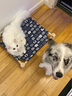 HELLOJOY猫窝狗窝四季通用小型犬离地透气狗垫子宠物行军床夏季睡觉用幼猫 实拍图