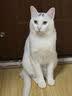 憨仕猫砂奶香豆腐猫砂膨润土混合猫砂抑菌除臭不粘底吸水混合型猫沙子 4.8斤【绿茶】7：3配比混合砂 单包【新品推荐】 实拍图