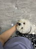 麦富迪狗粮 藻趣儿狗粮成犬粮牛肉螺旋藻 均衡营养2.5kg 实拍图