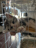 憨憨宠猫笼折叠猫笼子大号猫别墅加粗加密双层猫舍猫窝宠物猫咪用品家用 白色 600双层 实拍图