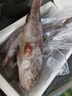 多味季新鲜石斑鱼深海野生海鱼石斑鱼冷冻特大老虎斑红口斑珍珠斑顺丰 野生大石斑鱼6条/每条351g-501g 实拍图