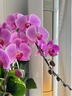 临雅大盆蝴蝶兰盆栽带花苞花剑年宵花乔迁送礼兰花室内花卉绿植物春节 波斯猫六花剑+喜庆挂饰+黄圆鼓盆 晒单实拍图