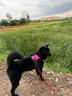 拉夫威尔ruffwear嗨轻狗狗胸背带狗背带中小型犬雪纳瑞背带式狗狗牵引绳 朝霞粉 S 实拍图