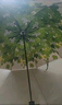 天堂伞双层防晒伞防紫外线太阳伞雨伞晴雨伞两用小清新遮阳伞 蓝色（双层树叶） 实拍图