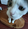 腆宠宠物航空箱小号 猫咪航空箱猫狗 猫包猫笼外出车载猫箱狗狗托运 实拍图