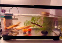 阔庭（KUOTING）缸水族箱生态桌面鱼缸新款懒人鱼缸生态造景过滤制氧一体机白色 实拍图