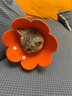 恩倍多  体内外同驱 吡虫啉莫昔克丁滴剂 猫用≤4kg单支装0.4ml 实拍图