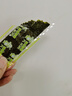 波力海苔片休闲零食 儿童零食 网红小吃 即食条斑紫菜原味24.7g约33包 实拍图