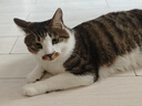网易严选 宠爱相伴全价猫粮 居家宠物主粮幼猫成猫全价粮猫咪食品 1.8kg 实拍图