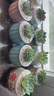 两腿跑【送货上门】三八节多肉植物带盆桌面盆栽组合绿植花卉幼儿园盆栽 北欧6盆(带盆栽好) 实拍图