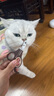 多格漫日本NS猫咪狗狗指甲剪 宠物用品大小号指甲钳指甲刀 ns系列猫用指甲剪（咖啡色） 实拍图