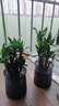 绿有意步步高观音竹富贵荷花竹水养土培盆栽室内桌摆植物吸甲醛水培植物 步步高富贵竹（灰色繁星盆） 含盆 实拍图