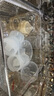 电动吸奶器 一体分体二合一按摩挤奶器拔奶器+防溢乳垫100片 实拍图