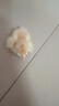 小鸡活宠物小鸡活苗家养观赏小黄鸡网红萌宠鸡活体幼崽迷你鸡幼苗 宠物小黄鸡3只 实拍图
