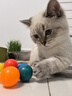 欢宠网猫玩具猫咪磨牙棒(6件套)逗猫自嗨解闷神器猫薄荷球猫猫小猫宠物 实拍图