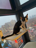 京严猫吊床吸盘猫床猫窝悬挂式猫咪窗户玻璃挂床猫架子阳台晒太阳吊篮 实拍图