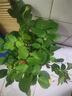 【果汁阳台月季】大苗玫瑰花苗盆栽大花欧月浓香阳台庭院带花苞 红苹果【带花苞】 中苗【当年开花】 实拍图
