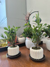 八芽小叶栀子花盆栽开花植物室内桌面茶几好养花卉绿植办公室净化空气 小叶栀子花-陶瓷竖纹盆-紫砂托 带盆栽好 实拍图