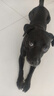 皇家狗粮 成犬狗粮 犬粮 宠物 中型犬 M25 全价犬粮 ≥12月 4KG 实拍图