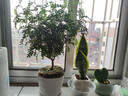 佰花锦办公桌面绿植盆栽发财树室内客厅奶油风网红盆景精致美观四季好养 虎皮兰+PVC白泡泡盆 整体高度约15-25cm 实拍图