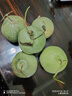 京氿生绿宝甜瓜当季头茬脆甜香瓜时令孕妇水果绿宝石小蜜瓜整箱源头直发 【尝鲜自吃】3斤装(约5-9个) 实拍图