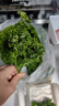 绿食者新鲜荷兰芹250g 法国香菜 旱芹菜 新鲜蔬菜 西餐火锅摆盘装饰材料 250g 实拍图