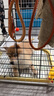 petlimit宠物p链p绳狗狗牵引绳遛狗链子小中大型训犬防爆冲 桔色1.2米  实拍图