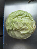 新鲜甘蓝包菜卷心菜新鲜嫩绿莲花白现摘现发到京东来买菜 新鲜包菜 1.5-2斤 人工挑拣 实拍图