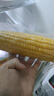 十月稻田 黄糯玉米 3.52斤(220g*8根) 东北甜黏玉米棒 早餐苞米 真空包装 实拍图