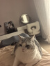 愛肯拿（ACANA）猫粮 海洋盛宴成猫幼猫粮 全价无谷原装进口鱼肉粮1.8kg效期26/4 实拍图
