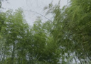 啄木鸟大檐防晒帽子女夏季双面遮阳帽户外防紫外线沙滩帽太阳帽渔夫帽女 实拍图