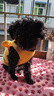 猫咪衣服狗狗衣服小型犬夏薄款宠物衣服可牵引泰迪比熊衣服猫衣服 【黄油小熊】-透气华夫格 M /适合5-7斤 立体刺绣/可戴牵引绳 实拍图