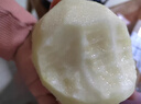 南步河北赵县雪花梨 赵州特产冰糖雪梨秋月梨香梨鸭梨皇冠梨新鲜水果 4.5斤 大果【单果280g+】彩箱 实拍图