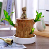 沭之美水培植物盆栽绿植巴西木9-10cm+陶瓷托盘+格鲁特+营养液 源头直发 实拍图