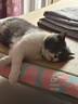 皇家搭档猫罐头成猫幼猫通用猫零食高汤补水鸡肉羊奶奶昔混合85g*6罐 实拍图